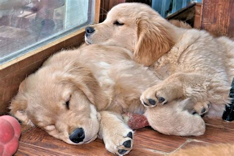 Never heard of an english cream golden retriever? Golden Retriever Puppies Pennsylvania : White English ...