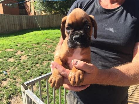 Find boxer puppies and breeders in your area and helpful boxer information. Boxer Puppies For Sale | Montgomery, AL #157093 | Petzlover