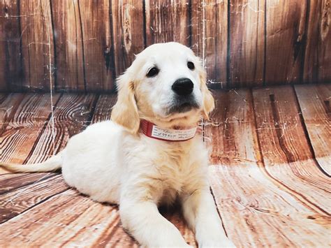 Purebred golden retriever puppies nevada, las vegas. Golden Retriever-DOG-Female-Golden-2944624-Petland Las ...