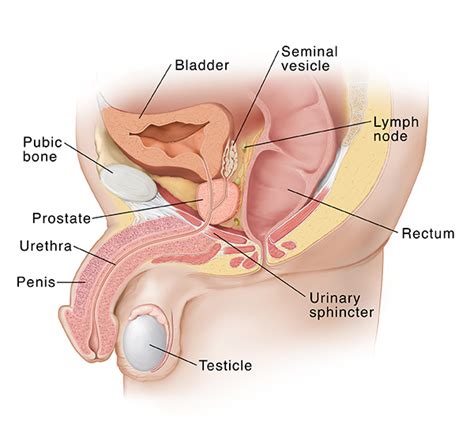Prostate changes and symptoms that are not cancer. Prostate Anatomy | Saint Luke's Health System