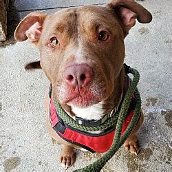 City of Taylor Animal Shelter in Taylor, Michigan