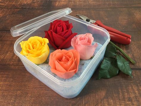 We did not find results for: How To Keep Flowers Fresh Without Water : 13 Best Flowers ...