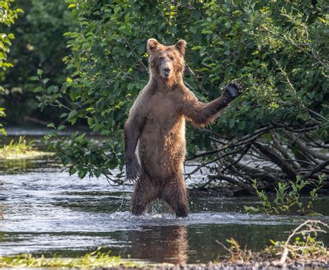 It is available to approximately 86.723 million households. Comedy Wildlife Awards 2020: Die lustigsten Tierbilder des ...