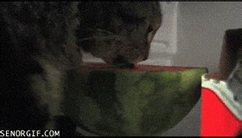Watermelon eating contest # contest# eating#watermelon. Cat Licking Watermelon GIFs - Find & Share on GIPHY