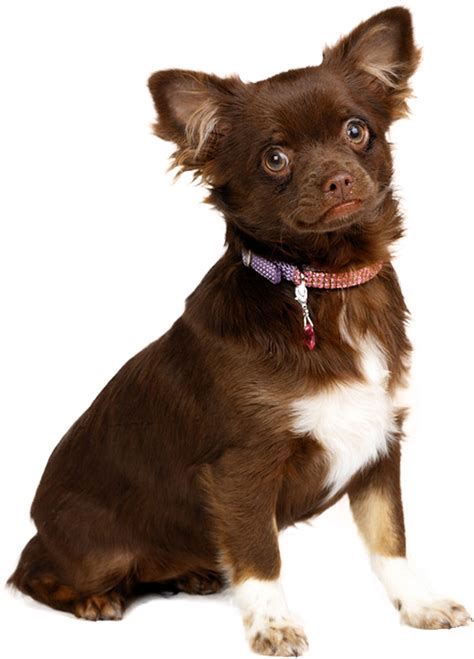 Toy Dog Group - Complete Info and List of Toy Dogs | UK Pets