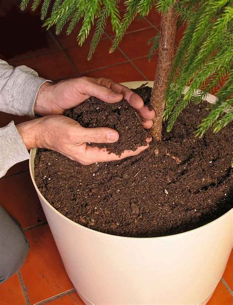 High salt tolerance turns out to be a benefit for growing as a houseplant. How to Take Care of Norfolk Island Pines