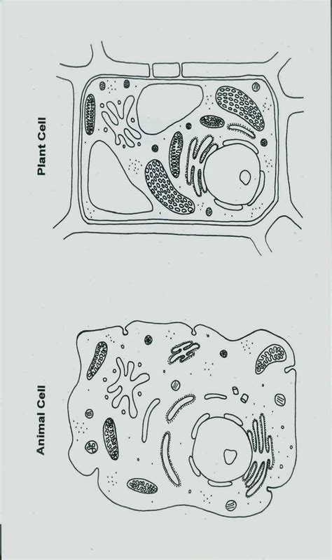 Subtitle of part of web page, if appropriate. Cell Cycle Coloring Worksheet Inspirational Animal Cell ...