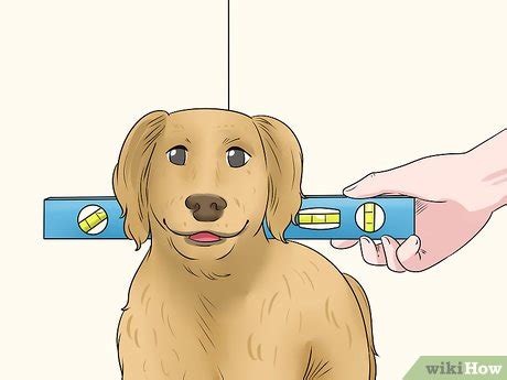 Finally, if you plan on entering your pouch into dog shows, you'll need to know how tall they stand from the ground. How to Measure Dog Height: 7 Steps (with Pictures ...