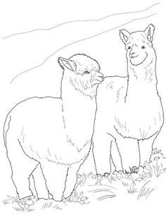 Cute free printable pages lama. Alpaca Drawing at GetDrawings | Free download