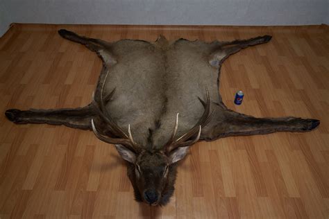 Great selection of area rugs. ELK TAXIDERMY RUG MOUNT WITH HEAD - DEER, STAG MOUNTED ...