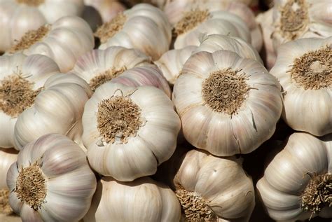 In this article, we will give you data on how many grams and ounces are in different types of spoon. Garlic: Planting, Growing, and Harvesting Garlic Plants ...