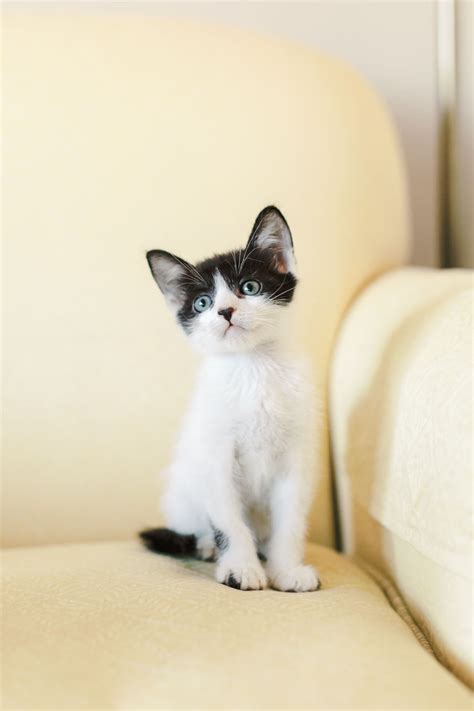 There aren't any pet friendly hotels in san diego, ca, but we found some nearby. Fostering Kittens in San Diego | SD Humane Society