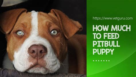 How much protein, fat and carbs do pitbulls need? How Much to Feed a Pitbull Puppy: Feeding schedule, Growth ...
