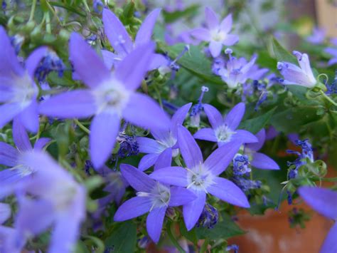Fiore blu spiga selvatico :. hanno tutti ragione: Campanula addenda: gioie e pungiglioni