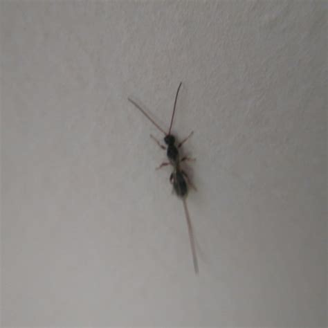 Diese mittel gegen ameisen helfen, um der ameisenplage im haus herr zu werden. Was sind das Insekten ? (Wohnung)