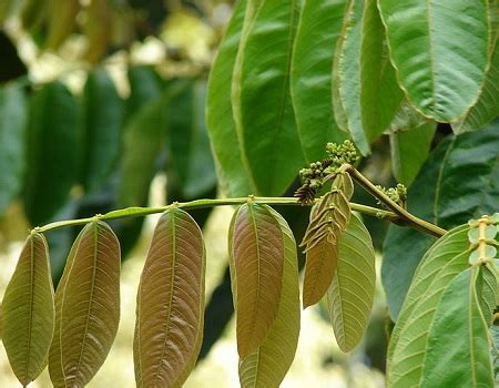 Edulis) in the local park. Inga feuilleiIce Cream Bean - Randy's Tropical Plants