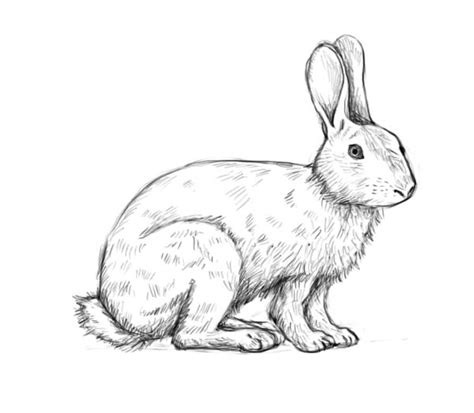 A detailed guide for everyone who enjoys—or wants to enjoy—drawing. Animal Pencil Drawing at GetDrawings | Free download