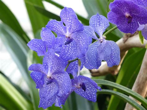 Get flowers orchids at target™ today. How To Dye Orchids Blue. 2 Easy Ways - Krostrade