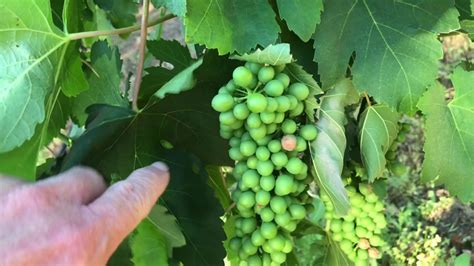 The waxed bags shed water away from the fruit, making them great for humid climates. Tying Up Head Pruned Vines Early Resulted In Burned Grapes ...