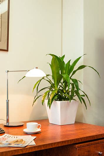 These make great desk plants as they don't need too much care and attention to thrive. Desk Plants | Osborne Plant Service