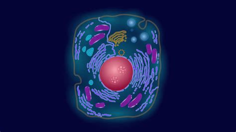 Think of an organelle as a tiny organ that is a component of a cell. Synthetic Cell Component Expands the Code of Life in ...