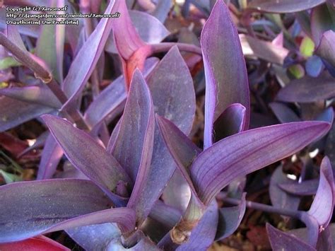 Check spelling or type a new query. Growing under a shade tree in zone 9b, Phoenix, Arizona ...