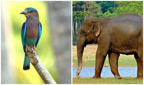 Animals names list from a to z. State Animal and Birds of 29 States of India