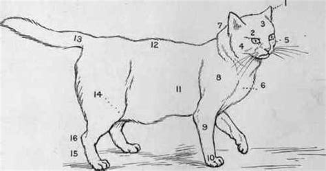 Diagram of the skeleton of a cat cervical or neck bones (7 in number). Chapter VI. The "Points" Of A Cat