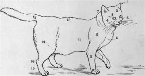 Different types of cat teeth: Chapter VI. The "Points" Of A Cat