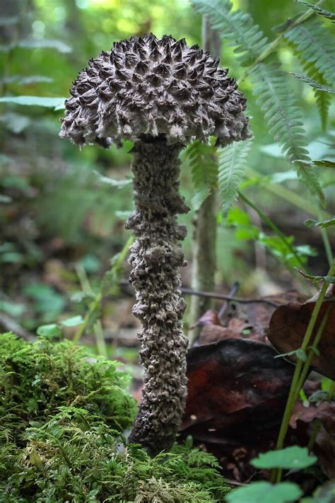 The old man is prominently wooly and scaly, a mixture of black and white and gray, and, overall, rather unkempt. "Old Man of The Woods (Strobilomyces confusus)" by ...