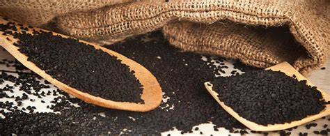 Manufacturers of black cumin and suppliers of black cumin. How to Grow Black Cumin - Seed Needs LLC