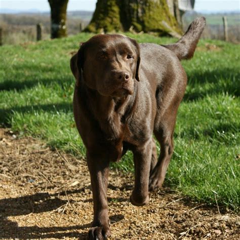 Labs are friendly (ridiculously so in some cases), gentle, energetic, eager to please, and playful. Brown labrador! Best friend!! | Brown labrador, Labrador ...