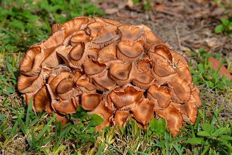 Yard Mushrooms Photograph by rd Erickson