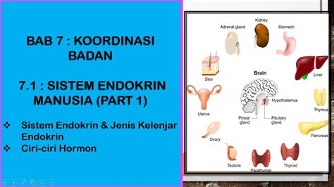 30 kssm sains sukan tingkatan 4 standard kandungan standard pembelajaran catatan 2.3 kawal atur sistem tubuh manusia sistem saraf dan sistem 2.3.1 menyatakan pembahagian. SAINS TINGKATAN 4 KSSM I BAB 7 I 7.1 : SISTEM ENDOKRIN ...