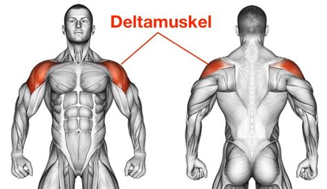 May 02, 2016 · an der außenseite des humerusschaftes setzt ungefähr in der mitte der deltamuskel (musculus deltoideus) an. ᐅᐅᐅ Kurzhantel Seitheben oder Kurzhantel Schulterdrücken?