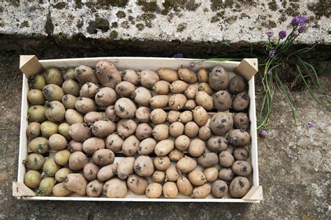 Kleine, weil zu früh aus der erde geholte kartoffeln sind allenfalls weniger aromatisch, aber nicht ungenießbar. Kartoffeln pflanzen, pflegen & ernten | Rikes Küchengärten