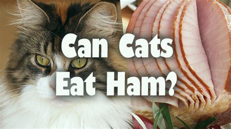 Cats lovecured meats, but you have to restrict how much and how often they eat them because they contain excessive amounts of salt or pepper. can cats have ham | Pet Consider