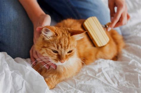Как ухаживать за котёнком и взрослой кошкой в домашних условиях ...