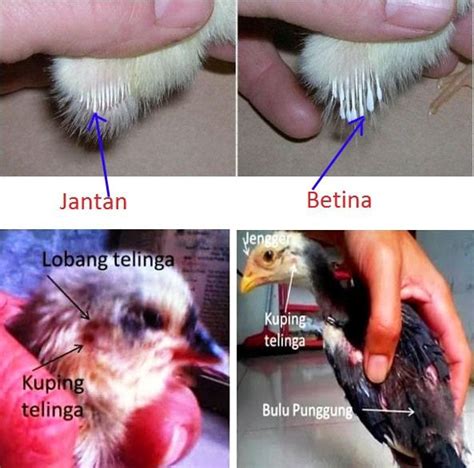 alat kelamin cicak jantan