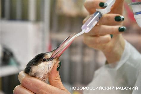 Центр передержки отмытых от мазута птиц заработал в пригороде ...