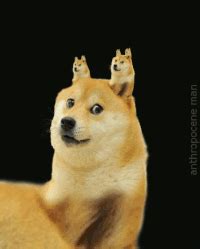 See more ideas about doge, doge meme, virtual currency. Doge GIFs - Get the best gif on GIFER