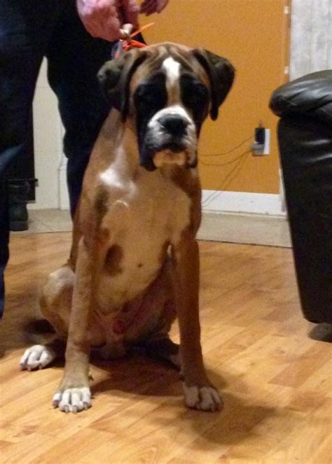 Meet these sweet boxer pups! Boxer Puppies For Sale | Orlando, FL #161281 | Petzlover