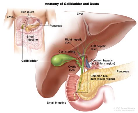 To treat the cancer, hager underwent several major surgeries, as well as radiotherapy and chemotherapy — the side effects of which she notes were worse than my cancer symptoms. Can Gallstones Be Mistaken For Cancer - CancerWalls