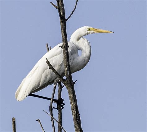 The the horicon marsh attracts many rare (unusual) birds. Egret standing on a tree image - Free stock photo - Public ...