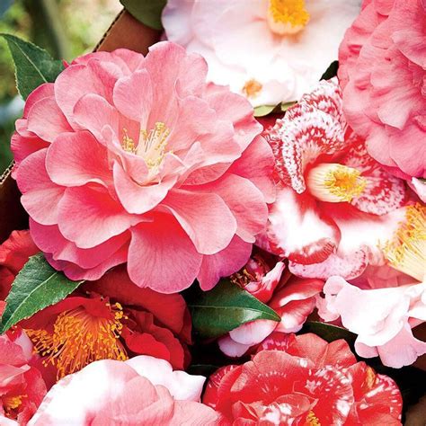 Check spelling or type a new query. "Camellias do what they're not supposed to. They bloom in ...