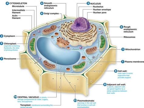 Maybe you would like to learn more about one of these? Plant Cell Diagram to Label Luxury Can I A Well Labelled ...