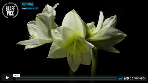 Bei der v erfolgung winziger strukturen müssen. Alles blüht auf: Frühling im Zeitraffer | Leben mit Blumen ...