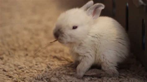 She likes to have splashing contests. Orphaned Baby Rabbit - Two Weeks Old - YouTube