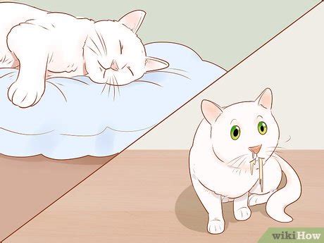 What are some good meds for arthritis in cats? 4 Ways to Know if Your Cat Is Sick - wikiHow