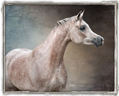 Chris thornicroft 2.171 views2 years ago. Magidaas Rose RCA | Arabian horse, Horses, Beautiful ...